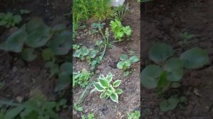 Посадка Тиареллы на даче