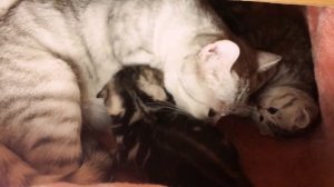 ШОТЛАНДСКИЕ КОТЯТА КОГДА МОЖНО ОПРЕДЕЛИТЬ ВИСЛОУШЕК