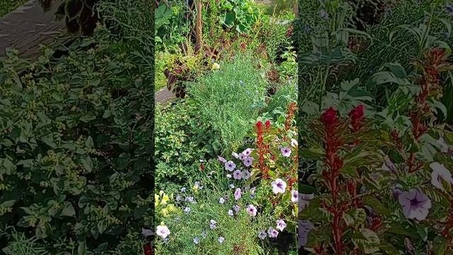 Пышная клумба.?