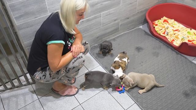 ДВА бульдога и ДВА булли живут в одном вольере! Синуксол - новый нужный многим ветеринарный препара смотреть онлайн