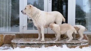Усадьба Кархула питомник САО.  Мама Лариэль с любимой дочкой Джитой.
