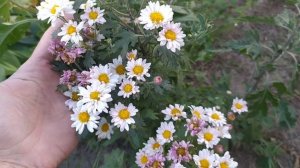 Хризантемы из семян зацвели. Ромашка или хризантема?