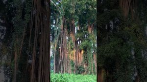 Медитация Бесконечность Бытия