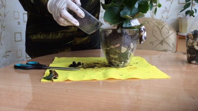 Каланхоэ (Kalanchoe) - пересадка после цветения смотреть онлайн