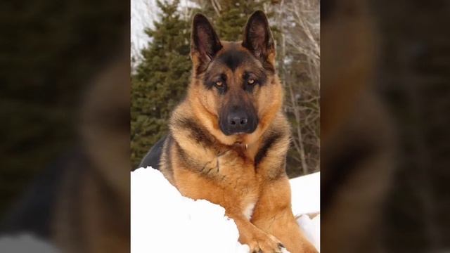 клип про немецкие овчарки смотреть онлайн