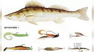 Как ловить судака в июне?