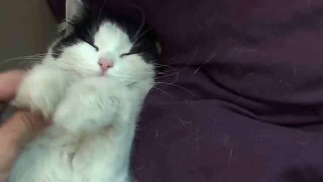 Bachata Приглашает всех на занятия! :):) смотреть онлайн