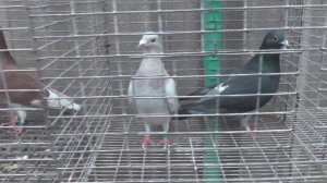 Внимание !Уважаемые голубеводы давайте разберёмся где инбридинг или хоменх ?