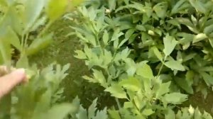 РЕВЕНЬ-РАСТЕНИЕ ДЛЯ ЛЕНИВЫХ ? ЕГО ПОЛЬЗА, ВЫРАЩИВАНИЕ И ИСПОЛЬЗОВАНИЕ ???