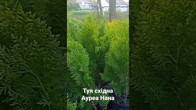 Туя Ауреа Нана короткий опис.