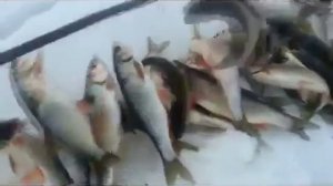 ЗИМНЯЯ РЫБАЛКА ЛОВЛЯ НА КОСЫНКУ