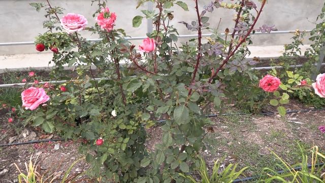 результаты позднеосенней обработки роз от болезней , питомник роз полины козловой rozarium.biz смотреть онлайн