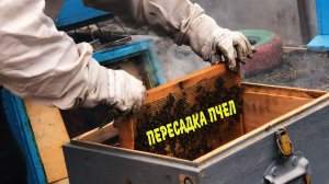 Как правильно пересадить пчел в новый улей! #пчеловодство #мед #пасека