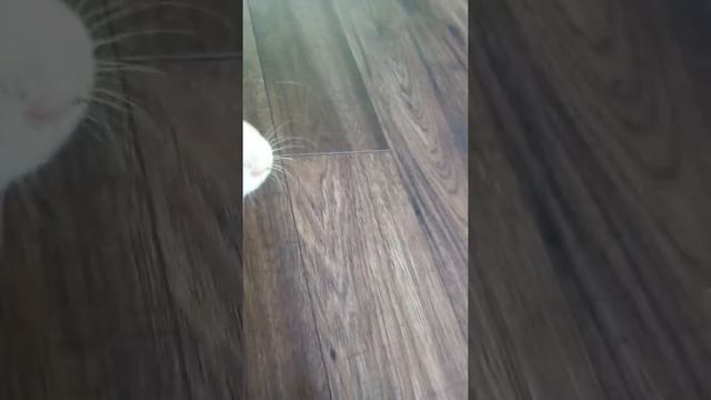 Новогодняя ель в морскую свинку, что будет? смотреть онлайн