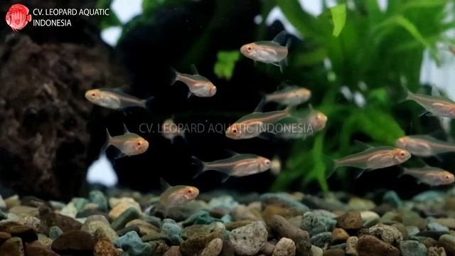 Hemigrammus erythrozonus "Albino". The ALBINO Glowlight Tetra (Leopard Aquatic C006A) смотреть онлайн