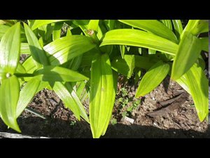 Нужно пересадить лилии? Делать это нужно так....