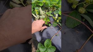 почему клубника болеет после посадки