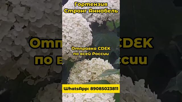 Гортензия Строг Аннабель, черенки, саженцы #саженцы #cdek WhatsApp +79085023811