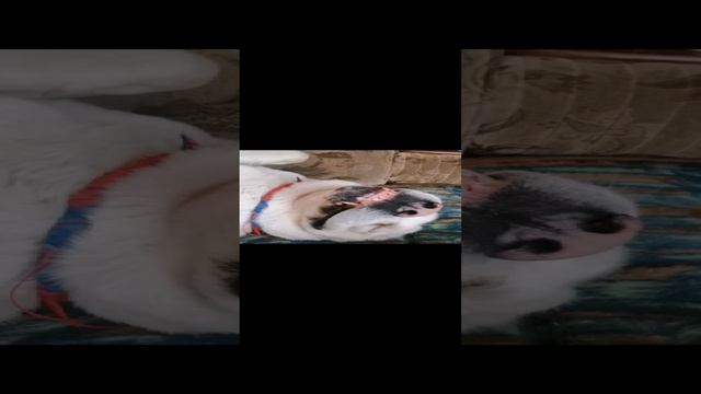 Алабайское #лето #питомникшилеле #выпускники #алабаи