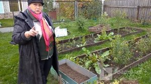 Осень.  Подзимняя посадка гладиолусов.