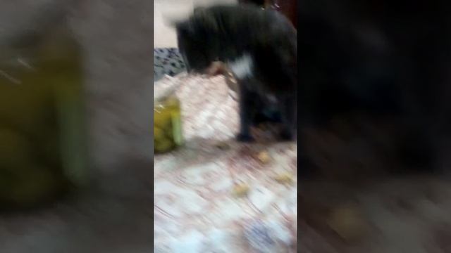 Котяра жрет и обмазывается косточками от оливок смотреть онлайн