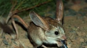 Тушканчик — Jerboa