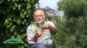 Вопрос о желтых пятнах на листьях жимолости