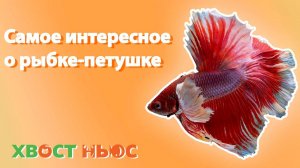 Самое интересное про рыбку-петушка