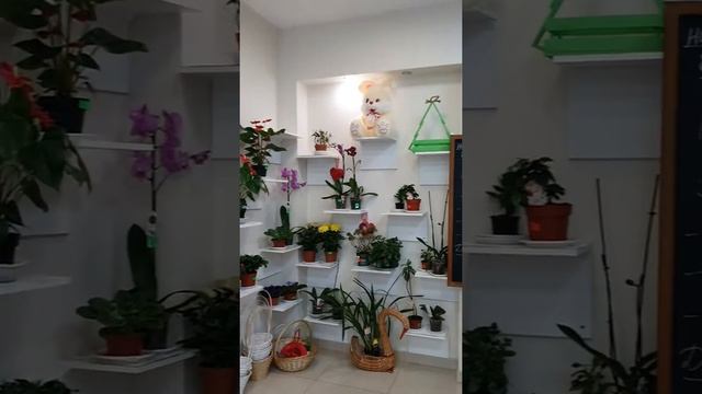 Малыгина 49/2 цветы самые низкие цены в Тюмени смотреть онлайн