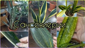 САНСЕВИЕРИИ?Большой обзор?На солнце они стали другими!?Манолин?Кирки?Ханни?Масониана?Лорен?