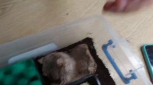 ШОК!!! У НАС потомство Мадагаскарских тараканов|30 малышей тараканчиков|шипящий таракан