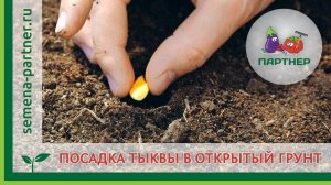 Посев тыквы в открытый грунт