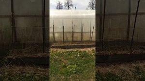 Сажаем горох вдоль теплицы