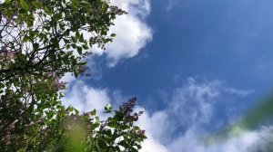 Nature: Walk with me #5 Sky & Lilac bush