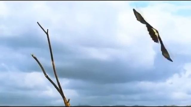 Стремительная охота ястреба на куропатку.