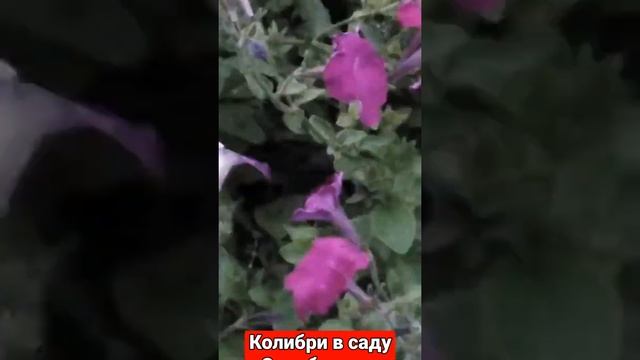 Колибри в саду Оренбуржья