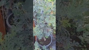 Инжир Афганика и Айс Кристал