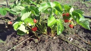 Дели. Сорт земляники с отличными показателями.