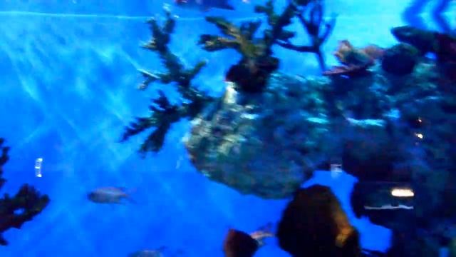 Океанариум в СПБ смотреть онлайн