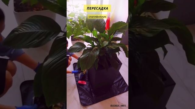 ПЕРЕСАДКА спатифиллума в кашпо с автополивом Lechuza @ksenia lechuza72