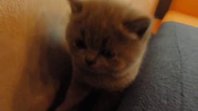 Котятам 1 месяц смотреть онлайн