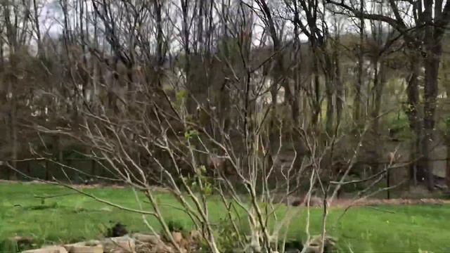 Garden tour on 5th May, Opening Day viburnum, hellebore, hosta update смотреть онлайн