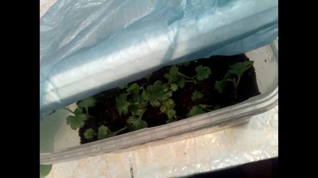 Часть 2 Зимовка хризантем мультифлора Сибирь смотреть онлайн