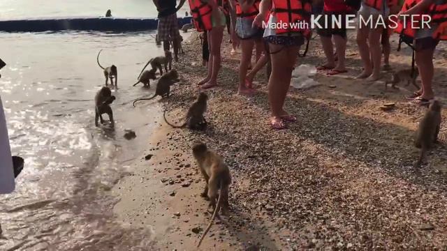 Таиланд 🌴🌴🌴/Райский остров 🌊Ко Рин/Остров обезьян Ко Пет 🙈/Купаемся в открытом море 😊