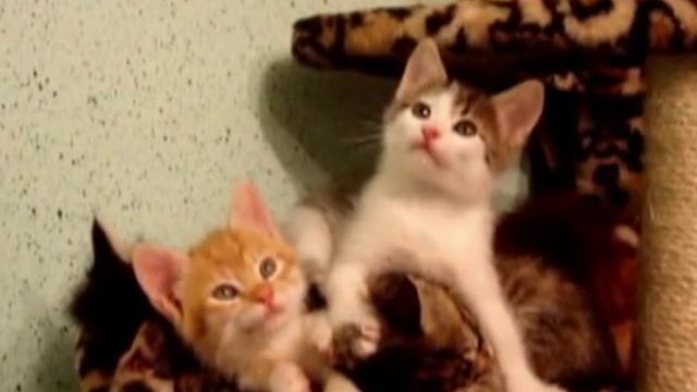 КОШАЧИЙ УГОЛОК