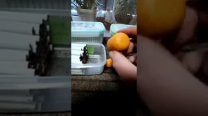 Мактабак, развесной табак. Вариант хранения готовых сигаретных гильз.