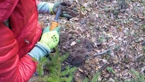 Кладоискатели Московской области. Нашли интересные монеты. Коп в Подмосковных лесах 2022 г. МД поис