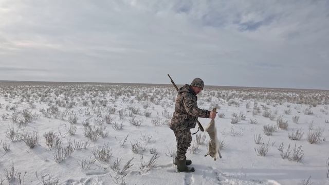 Охота на зайца! Такой охоты вы не видели! Можно зайца поймать руками! смотреть онлайн