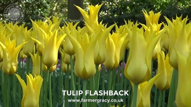 Tulip 'Flashback' - FarmerGracy.co.uk смотреть онлайн