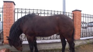 Чечня Рынок Лошадей в Урус-Мартане 17,01,2021г